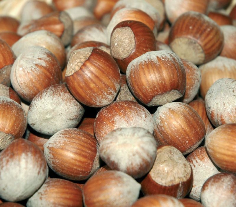 camponica